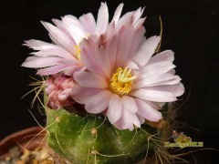 Echinocereus knippelianus v. reyesii MZ 841