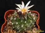 Turbinicarpus gracilis RS 321B Aramberi NL  