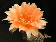 Echinopsis hybrid Дебютантка X Wessner 2002-17