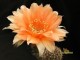 Echinopsis hybrid Red Paramount X Дебютантка