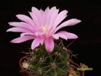 Gymnocalycium  horridispinum VG-1078