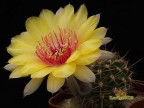  Echinopsis hybrid   Ясно солнышко   X  Желтый Крем 