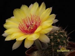 Echinopsis hybrid   Ясно солнышко   X   'Serj'