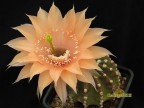 Echinopsis hybrid  Beate