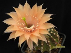 Echinopsis hybrid  Beate   X   Acanthocalycium griseum