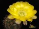 Echinopsis hybrid  Beate   X   Acanthocalycium griseum