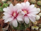 Gymnocalycium ritterianum