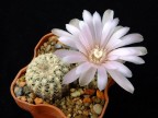 Gymnocalycium bruchii v. pawlovskyi VG 545