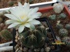 Gymnocalycium denudatum Auslese