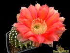 Echinopsis hybrid   Niederrhein X Oaxaca