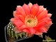 Echinopsis hybrid verschiedene Farben, differnt colours