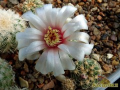 Gymnocalycium calochlorum VG 333