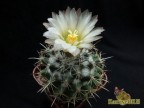 Coryphantha hintoniorum GM 589 San Antonio