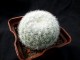 Mammillaria candida