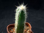 Pilosocereus glaucescens