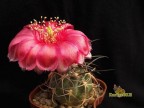 Acanthocalycium munitum WR772