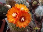 Parodia hummeliana v. cebilarensis n.prov. - LT 273, Cuesta de Lajar 2000 m, red flowers