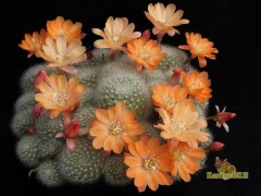 Rebutia hybriden