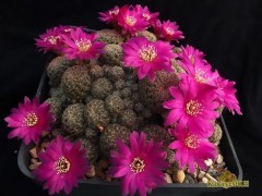 Sulcorebutia crispata 