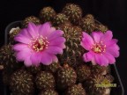 Sulcorebutia naunacaensis