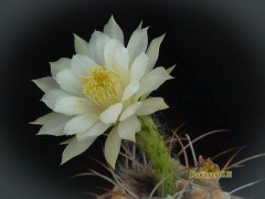 Matucana madisoniorum fa. albiflora 