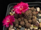 Sulcorebutia hoffmanniana KK 869 (steinbachii)