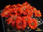 Rebutia atrovirens v.yuncharasensis 