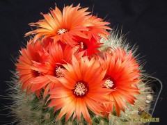 Parodia penicillata v.nivosa P250 Cafayate