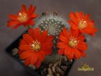 Rebutia nivea