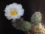 Купить кактус Tephrocactus