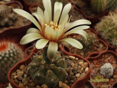 Gymnocalycium vatteri var. altautinense  VG-499