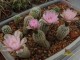 Gymnocalycium bruchii v. pawlovskyi VG 545