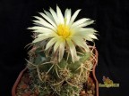 Coryphantha andreae