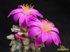 Mammillaria bertholdii RUS - 521, San Pedro Martir, Ouiechapa, Oax