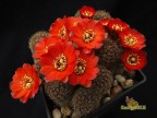 Rebutia nigricans