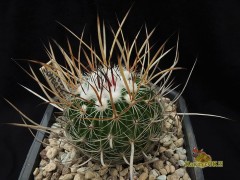 Echinofossulocactus lloydii RS 805, Sombrerette Zacatecas 