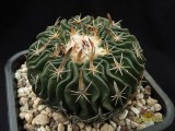 купить кактус  Echinofossulocactus