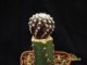 Discocactus horstii