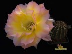  Echinopsis hybrid Arabesque X Дебютантка