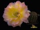 Echinopsis hybrid   Coquette  X  Arabesque