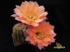 Echinopsis hybrid  Aurora X High Noon