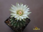 Pyrrhocactus paucicostatus - WJ 257(NEOCHILENIA paucicostata), K. graugruen, St. schwarz