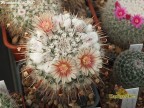 Mammillaria parkinsonii 