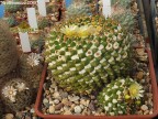 Mammillaria marksiana Sierra Madre 