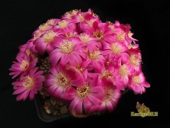 Sulcorebutia pulchra HS 78