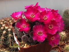 Sulcorebutia rauschii G 155a