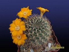 Sulcorebutia candiae v.kamiensis HS 189