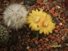 Parodia saint-pieana