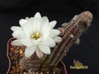 Chamaelobivia cv. Westfield Alba X ECHINOPSIS  hybrid 'Колибри'