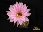  Echinopsis hybrid Desert Orchid   X   Edwardian Lady